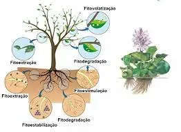 Biorremediação para bioacumulação