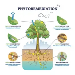 Biorremediação para bioacumulação