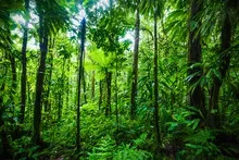 Laudo de caracterização ambiental